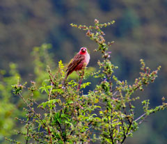 17 days tour cross the Eastern Tibet-Tours of Kham